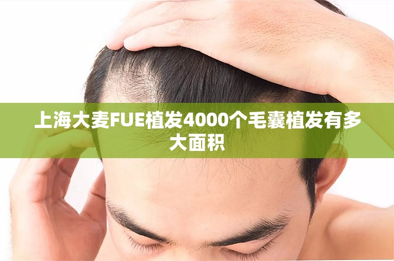 上海大麦FUE植发4000个毛囊植发有多大面积