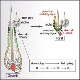 华科同济干细胞成功临床应用大面积植发自研自体毛囊再生